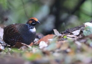 Hill Partridge, 环颈山鹧鸪, Arborophila torqueola-gallery-