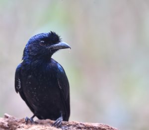 Greater Racket-tailed Drongo, 大盘尾, Dicrurus paradiseus-gallery-