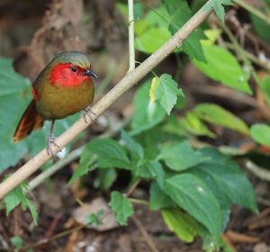 Scarlet-faced Liocichla, 红翅薮鹛, Liocichla ripponi-gallery-