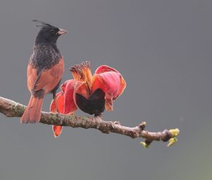 Crested Bunting, 凤头鹀, Emberiza lathami-gallery-