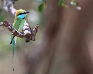 Asian Green Bee-eater, 绿喉蜂虎, Merops orientalis-gallery-