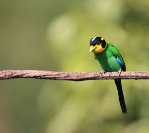 Long-tailed Broadbill, 长尾阔嘴鸟, Psarisomus dalhousiae-gallery-