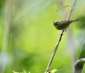 Limestone Leaf Warbler, 灰岩柳莺, Phylloscopus calciatilis-gallery-