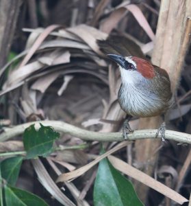 Chestnut-capped Babbler, 栗顶鹛, Timalia pileata-gallery-