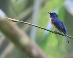 Blue-throated Blue Flycatcher, 蓝喉仙鹟, Cyornis rubeculoides-gallery-