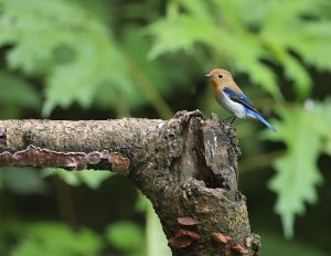 Sapphire Flycatcher, 玉头姬鹟, Ficedula sapphira-gallery-