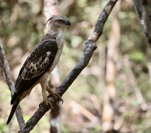 Changeable Hawk Eagle, 凤头鹰雕, Nisaetus cirrhatus-gallery-