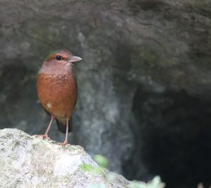 Blue-rumped Pitta, 蓝背八色鸫, Hydrornis soror-gallery-