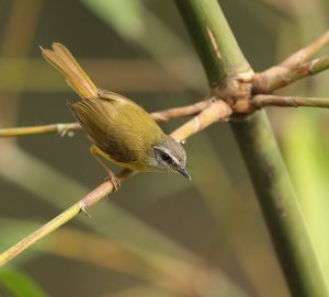 Yellow-bellied Warbler, 黄腹翁莺, Abroscopus superciliaris-gallery-