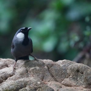 Black-throated Laughingthrush, 黑喉噪鹛, Pterorhinus chinensis-gallery-