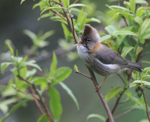 Whiskered Yuhina, 黄颈凤鹛, Yuhina flavicollis-gallery-