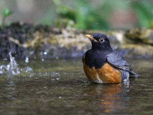 Black-breasted Thrush, 黑胸鸫, Turdus dissimilis-gallery-