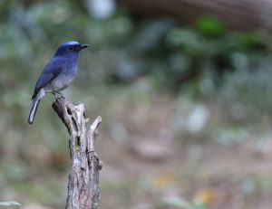 Hainan Blue Flycatcher, 海南蓝仙鹟, Cyornis hainanus-gallery-