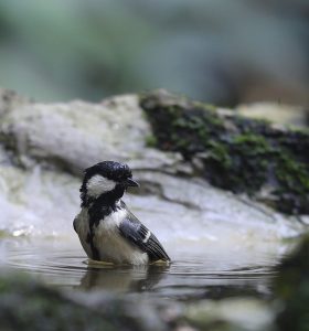 Japanese Tit, 远东山雀, Parus minor-gallery-