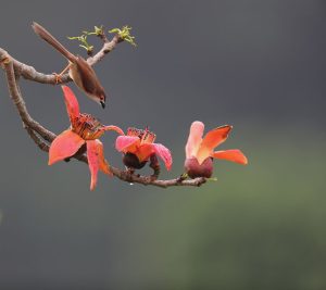 Yellow-eyed Babbler, 金眼鹛雀, Chrysomma sinense-gallery-