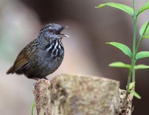 Annam Limestone Babbler, 越南灰岩鹪鹛, Gypsophila annamensis-gallery-