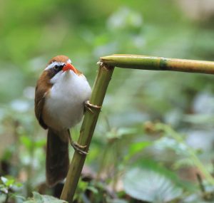 Red-billed Scimitar Babbler, 棕头钩嘴鹛, Pomatorhinus ochraceiceps-gallery-