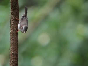 Indochinese Yuhina, 栗颈凤鹛, Staphida torqueola-gallery-