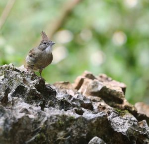 Puff-throated Bulbul, 白喉冠鹎, Alophoixus pallidus-gallery-