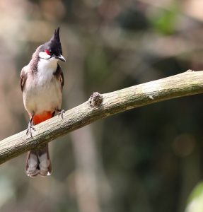 Red-whiskered Bulbul, 红耳鹎, Pycnonotus jocosus-gallery-