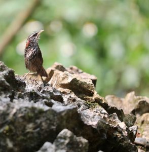 Streak-breasted Scimitar Babbler, 棕颈沟嘴鹛, Pomatorhinus ruficollis-gallery-