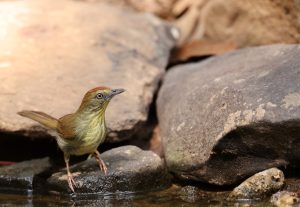 Pin-striped Tit-Babbler, 纹胸巨鹛, Macronus gularis-gallery-