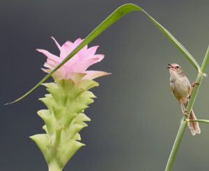 Plain Prinia, 褐头鹪莺, Prinia inornata-gallery-