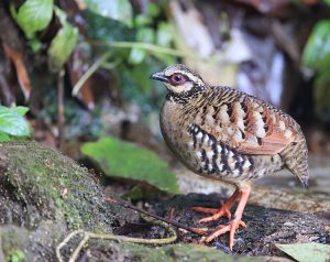 Bar-backed Partridge, 褐胸山鹧鸪, Arborophila brunneopectus-gallery-