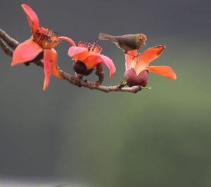 Rufous-capped Babbler, 红头穗鹛, Stachyridopsis ruficeps-gallery-