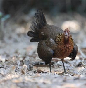 Red Junglefowl, 红原鸡, Gallus gallus-gallery-