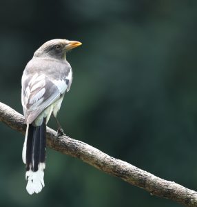 White-winged Magpie, 白翅蓝雀, Urocissa whiteheadi-gallery-