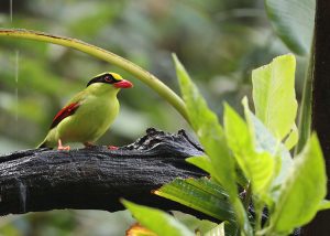 Common Green Magpie, 蓝绿鹊, Cissa chinensis-gallery-