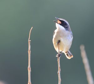 Grey Bush Chat, 灰林䳭, Saxicola ferreus-gallery-