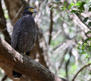 Crested Serpent Eagle, 蛇雕, Spilornis cheela-gallery-