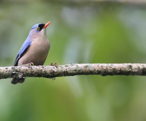 Velvet-fronted Nuthatch, 绒额䴓, Sitta frontalis-gallery-