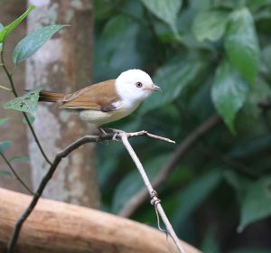 White-hooded Babbler, 白头鵙鹛, Gampsorhynchus rufulus-gallery-