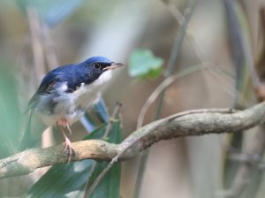 Siberian Blue Robin, 蓝歌鸲, Larvivora cyane-gallery-