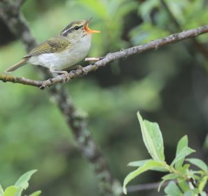 Blyth's Leaf Warbler, 西南冠纹柳莺, Phylloscopus reguloides-gallery-