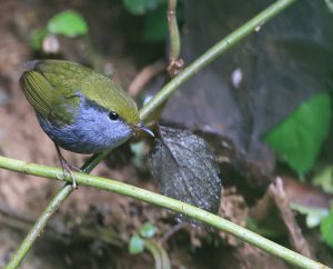 Grey-bellied Tesia, 灰腹地莺, Tesia cyaniventer-gallery-