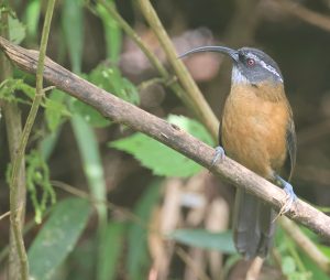 Slender-billed Scimitar Babbler, 剑嘴鹛, Pomatorhinus superciliaris-gallery-