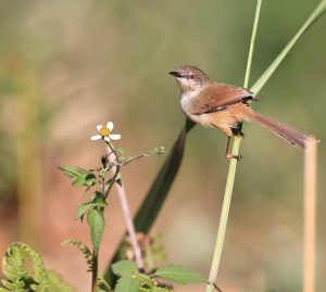 Grey-breasted Prinia, 灰胸山鹪莺, Prinia hodgsonii-gallery-