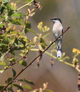 Bar-winged Flycatcher Shrike, 褐背鹟鵙, Hemipus picatus-gallery-