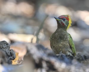 Lesser Yellownape, 黄冠啄木鸟, Picus chlorolophus-gallery-