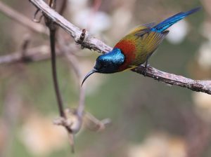 Green-tailed Sunbird, 绿喉太阳鸟, Aethopyga nipalensis-gallery-