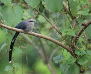 Green-billed Malkoha, 绿嘴地鹃, Phaenicophaeus tristis-gallery-