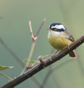 Red-tailed Minlas, 火尾希鹛, Minla ignotincta-gallery-