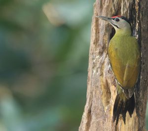 Black-naped Woodpecker, 灰头绿啄木鸟, Picus canus-gallery-