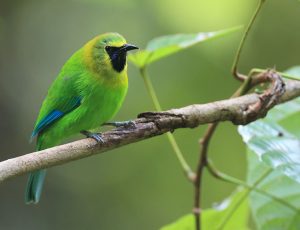 Blue-winged Leafbird, 蓝翅叶鹎, Chloropsis cochinchinensis-gallery-