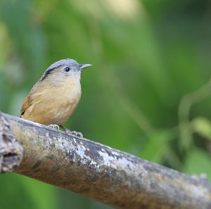 Brown-cheeked Fulvetta, 褐脸雀鹛, Alcippe poioicephala-gallery-