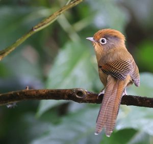 Spectacled Barwing, 白眶斑翅鹛, Actinodura ramsayi-gallery-